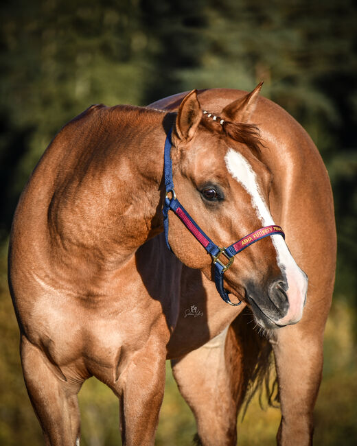 Zuverlässiger Reiner sucht Bestplatz! Appaloosa QuarterHorse, Sarah Kerscher, Horses For Sale, Oberhaching, Image 7