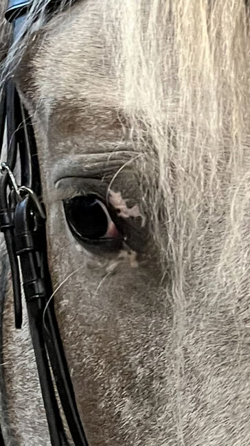 zuverlässige Reitbeteiligung/Pflegebeteiligung (Pferd sucht), Antje, Horse Sharing, Wolfenbüttel 