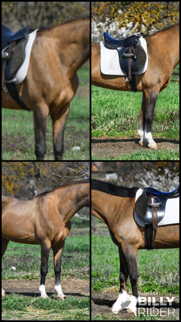 zuverlässiges Reitpony, Reitschule Petra Kronwitter (Reitschule Petra Kronwitter Mainbernheim), Horses For Sale, Mainbernheim, Image 5