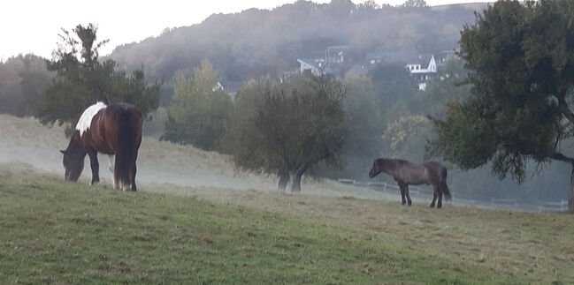 Verlässliches kräftiges Gangpferd gesucht, Beate, Horses For Sale, Kaifenheim