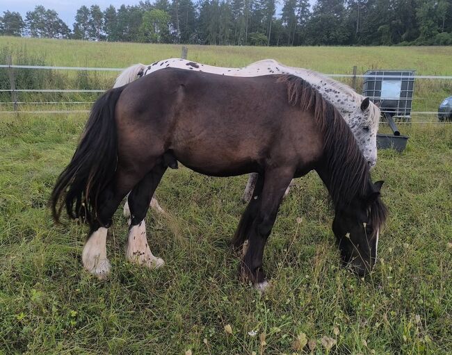 Verlasspferd großer Irish Cob Smoky Black, Tina, Horses For Sale, Calden