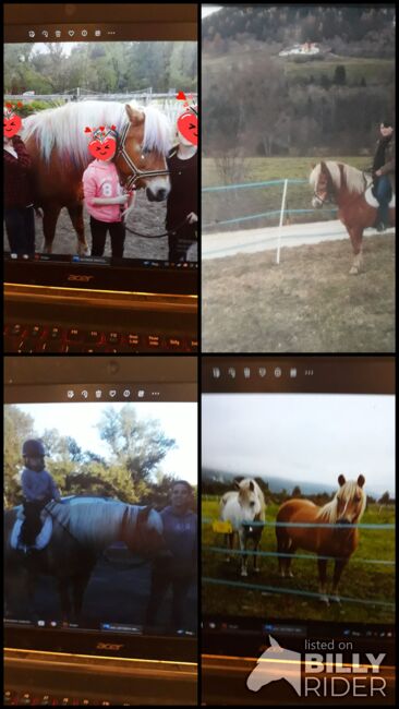 Verlass Stute Haflinger, Bianca, Horses For Sale, Schletz, Image 5