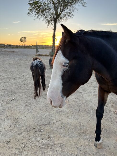 Verlasspferdechatakter / Junghengst, Claudia , Horses For Sale, Porreres