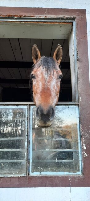 Verlasspony, Sabine Ebert, Horses For Sale, Arnsberg, Image 3