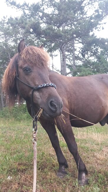 Verlasspony, Maja Ihrig, Horses For Sale, Leinach, Image 2