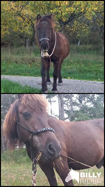 Verlasspony, Maja Ihrig, Horses For Sale, Leinach, Image 3