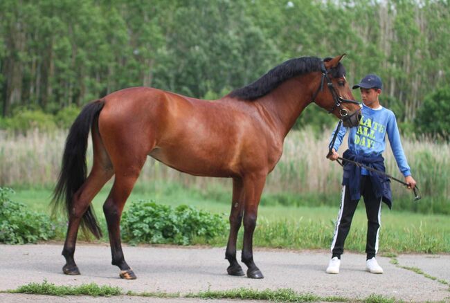 Verlasspony, Károly , Horses For Sale, Kecskemét , Image 2