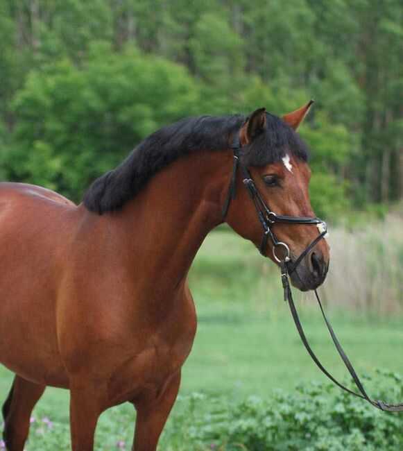 Verlasspony, Károly , Horses For Sale, Kecskemét 