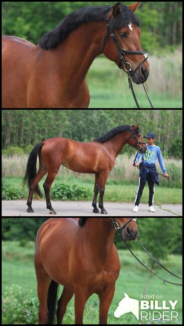 Verlasspony, Károly , Horses For Sale, Kecskemét , Image 4