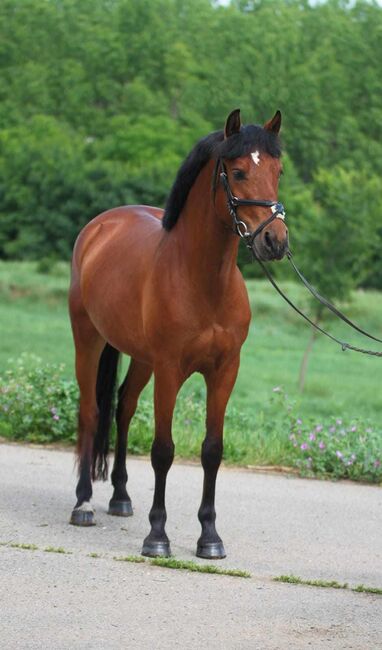 Verlasspony, Károly , Horses For Sale, Kecskemét , Image 3