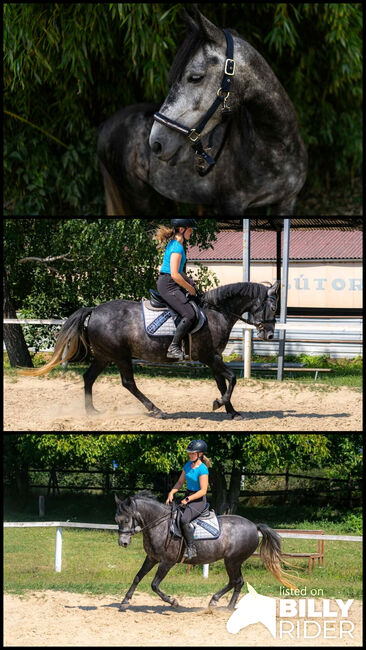 Verlasspony, Károly , Horses For Sale, Kecskemét , Image 4
