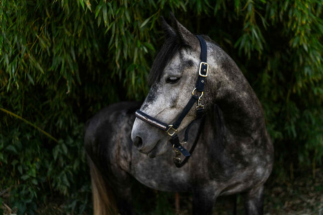 Verlasspony, Károly , Horses For Sale, Kecskemét 