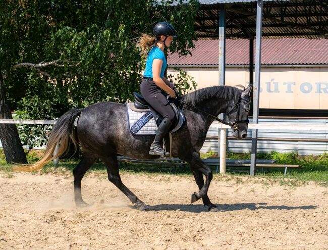 Verlasspony, Károly , Horses For Sale, Kecskemét , Image 3