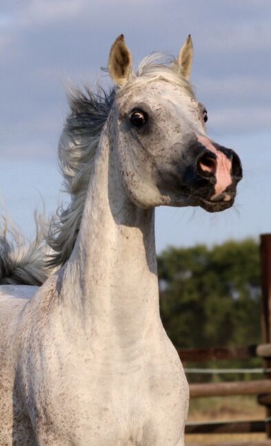 Rein ägyptische Vollblutaraber Zuchtstute, Majidah Arabians, Horses For Sale, Wittingen 