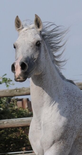 Rein ägyptische Vollblutaraber Zuchtstute, Majidah Arabians, Horses For Sale, Wittingen , Image 4