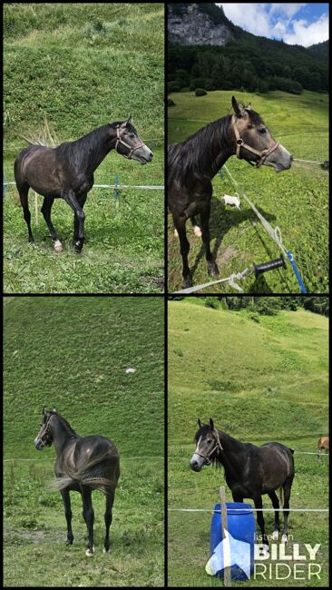 Vollblutaraberhengst, Anna Androschin, Horses For Sale, Matt, Image 5