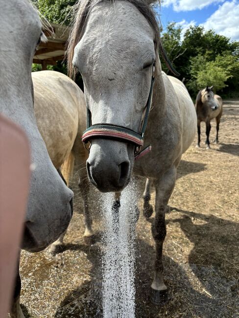 Vollblutaraber Wallach 3 Jahre, Anja kahlmeier , Horses For Sale, Bockenem , Image 14