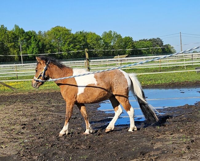 Purebred Falabella miniature horse - mare, Greet Dewil, Horses For Sale, Grobbendonk