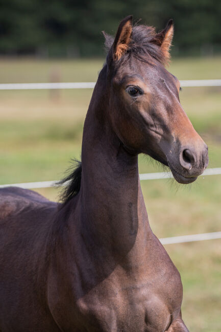 Pura Raza Española Hengst, Nováková , Horses For Sale, Nova Bystrice , Image 4