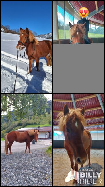 Reinrassige 5 jährige Isländer stute, ca 145 stkm, Theresia blaickner hollaus, Horses For Sale, Fusch, Image 10