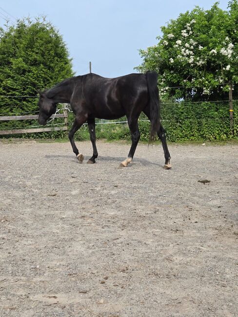 Vollblutaraber Stute Rappe sucht ihren Menschen, Melanie, Horses For Sale, Lostorf