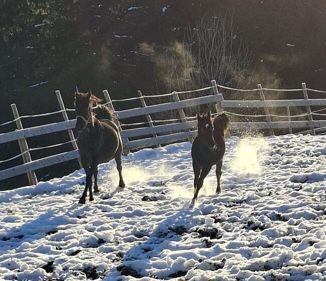 Vollblutaraber Stutfohlen, Barbara, Horses For Sale, Stallhofen