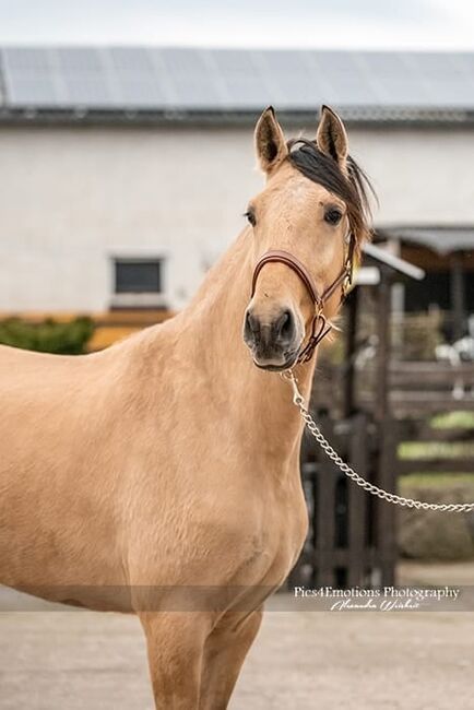 Reinrassige Lusitanostute mit bester Abstammung, ISPA - Iberische Sportpferde Agentur (ISPA - Iberische Sportpferde Agentur), Horses For Sale, Bedburg, Image 6