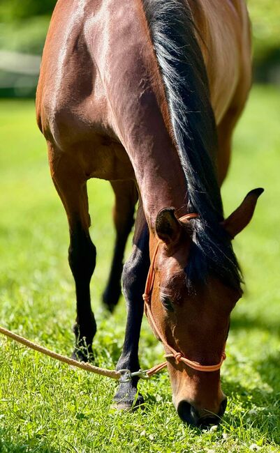 reinrassige PRE-Stute mit besten Papieren, Barbara Masmeier, Horses For Sale, Sierndorf, Image 2