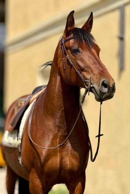 reinrassige PRE-Stute mit besten Papieren, Barbara Masmeier, Horses For Sale, Sierndorf, Image 8
