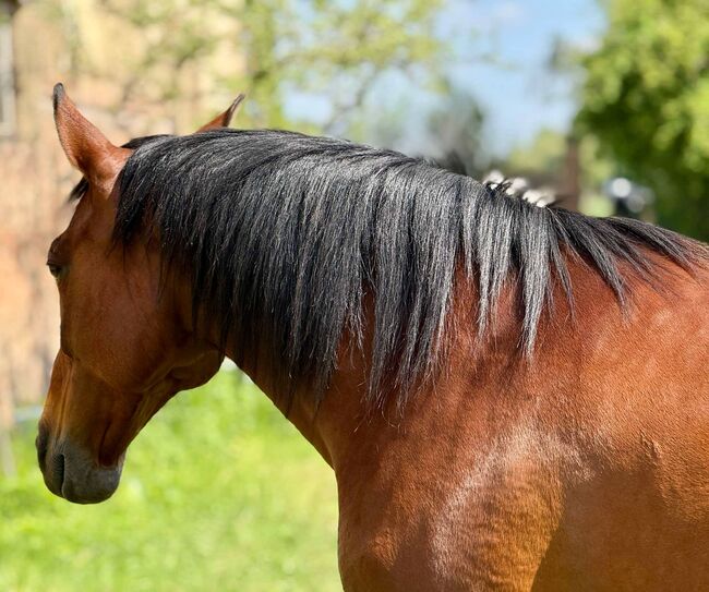 reinrassige PRE-Stute mit besten Papieren, Barbara Masmeier, Horses For Sale, Sierndorf, Image 12