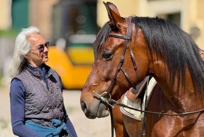 reinrassige PRE-Stute mit besten Papieren, Barbara Masmeier, Horses For Sale, Sierndorf, Image 9