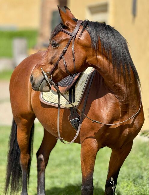 reinrassige PRE-Stute mit besten Papieren, Barbara Masmeier, Horses For Sale, Sierndorf, Image 3