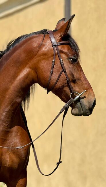 reinrassige PRE-Stute mit besten Papieren, Barbara Masmeier, Horses For Sale, Sierndorf, Image 7