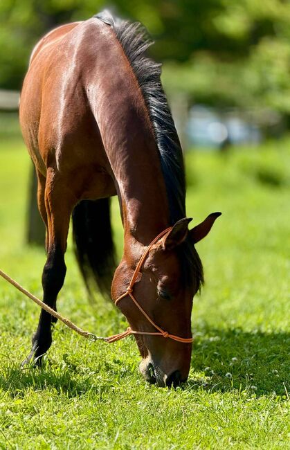 reinrassige PRE-Stute mit besten Papieren, Barbara Masmeier, Horses For Sale, Sierndorf, Image 16