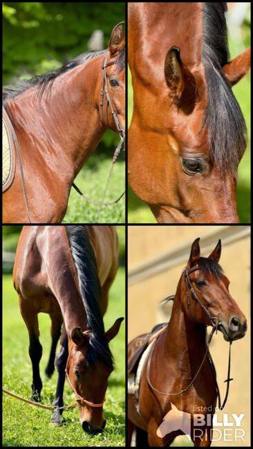 reinrassige PRE-Stute mit besten Papieren, Barbara Masmeier, Horses For Sale, Sierndorf, Image 19