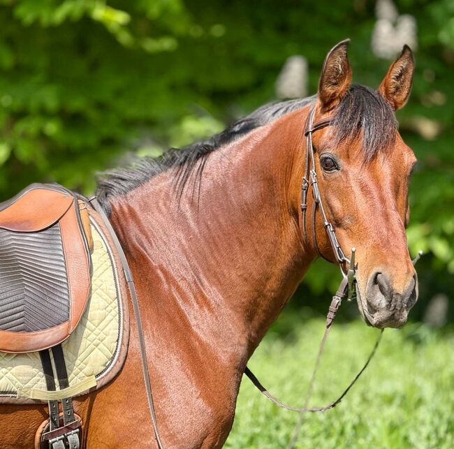 reinrassige PRE-Stute mit besten Papieren, Barbara Masmeier, Horses For Sale, Sierndorf