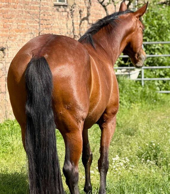 reinrassige PRE-Stute mit besten Papieren, Barbara Masmeier, Horses For Sale, Sierndorf, Image 15