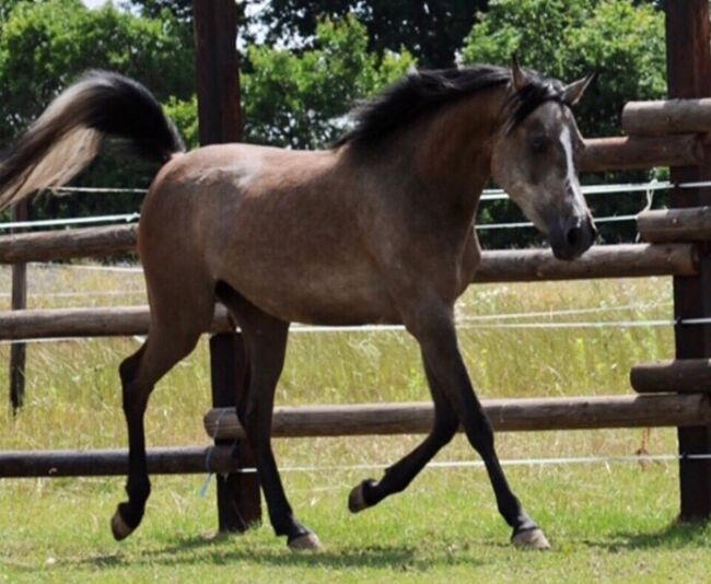 Vollblutaraber Stute rein ägyptisch, Majidah Arabians, Horses For Sale, Wittingen 