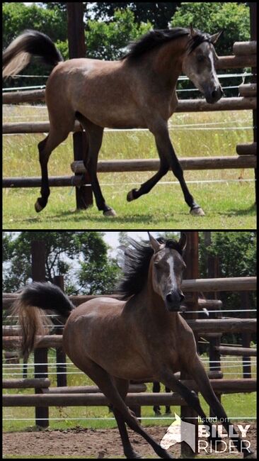 Vollblutaraber Stute rein ägyptisch, Majidah Arabians, Horses For Sale, Wittingen , Image 3