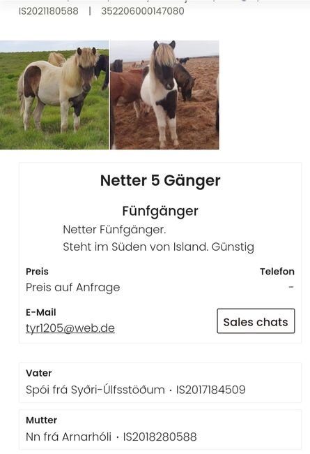 reserviert!! Hübscher 5 Gangwallach ab Südisland, Martina Holz, Horses For Sale, Nauen/ OT Markee, Image 4
