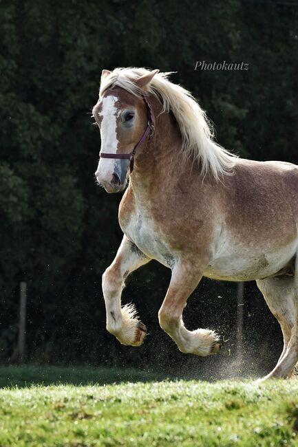 Rheinisch deutscher kalblut Wallach zu verkaufen, Michelle Müller , Horses For Sale, Odenthal