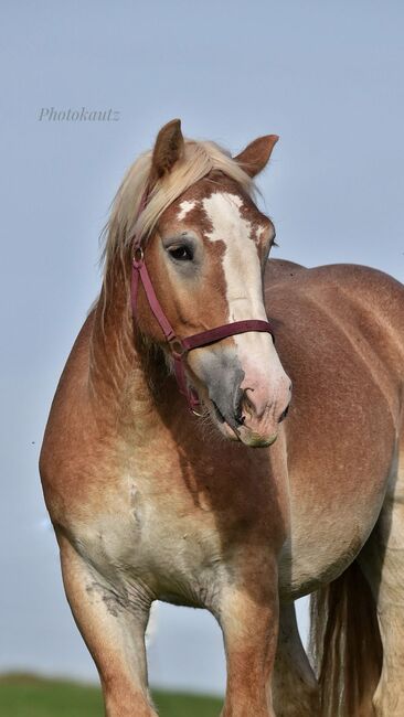 Rheinisch deutscher kalblut Wallach zu verkaufen, Michelle Müller , Horses For Sale, Odenthal, Image 4