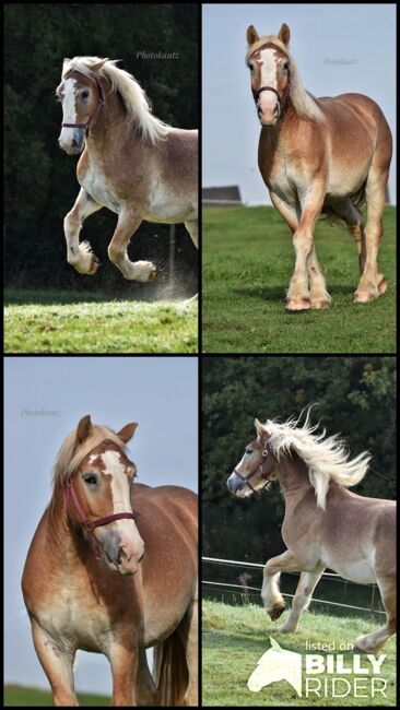 Rheinisch deutscher kalblut Wallach zu verkaufen, Michelle Müller , Horses For Sale, Odenthal, Image 6