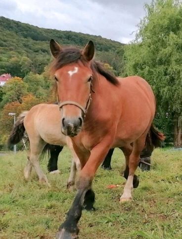 Rheinisch Deutsches Kaltblut x Mecklenburger Kaltblut Stute, Julia Stahl, Horses For Sale, Bleicherode, Image 4