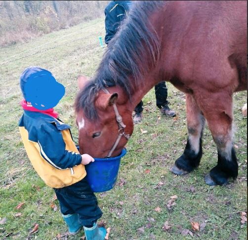 Rheinisch Deutsches Kaltblut x Mecklenburger Kaltblut Stute, Julia Stahl, Horses For Sale, Bleicherode, Image 5