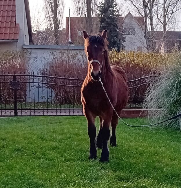 Verkaufe Rheinisch-Deutschen Kaltblutwallach, A.Sack, Horses For Sale, Lützen , Image 3