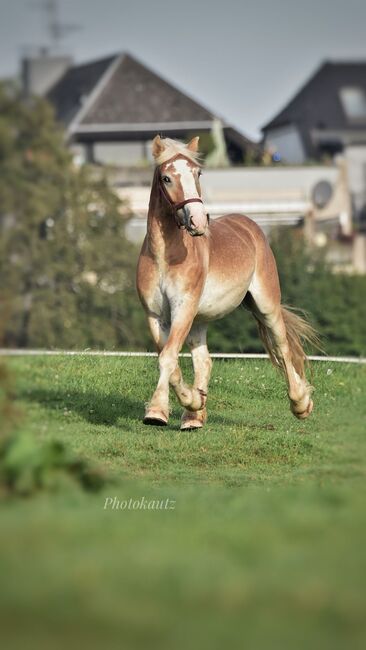 Rheinisch deutscher kalblut Wallach zu verkaufen, Michelle Müller , Horses For Sale, Odenthal, Image 2