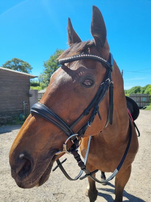 Rhinegold cavasson bridle, Rhinegold , Kelly , Bridles & Headstalls, BRIDPORT