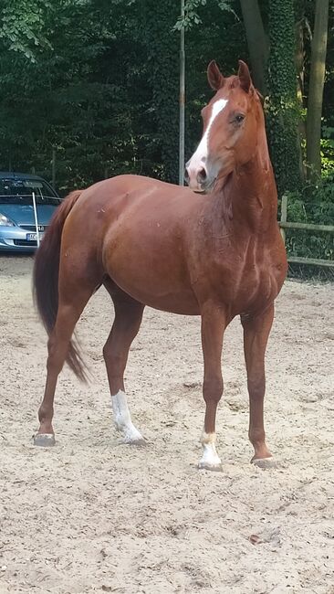 Rheinländer Wallach, Sandra , Horses For Sale, Alsdorf, Image 2