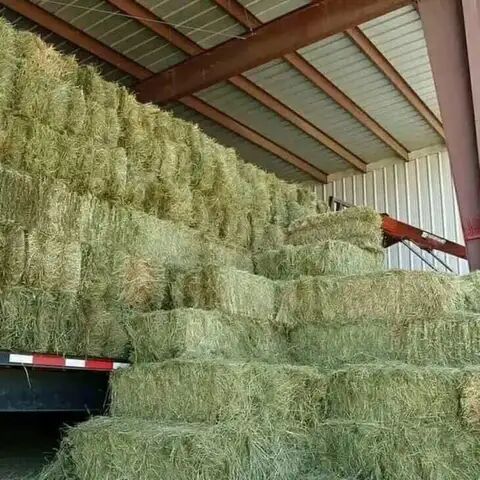 Rhode-Gras-Heu/Luzerna-Heu/Timothy-Heu für Tierfutter, Janina , Hay & Straw, Bayern 